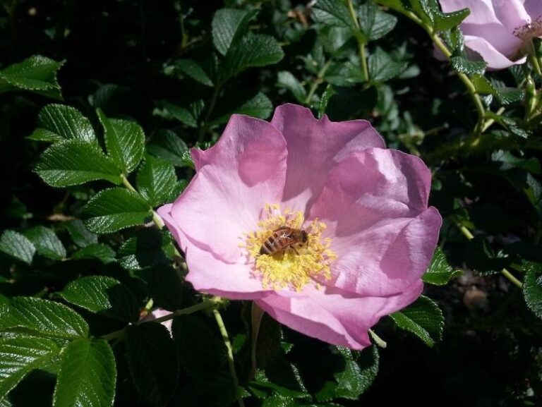11 Rose Types Bees Crave - And 7 They Completely Avoid - Complete Gardening