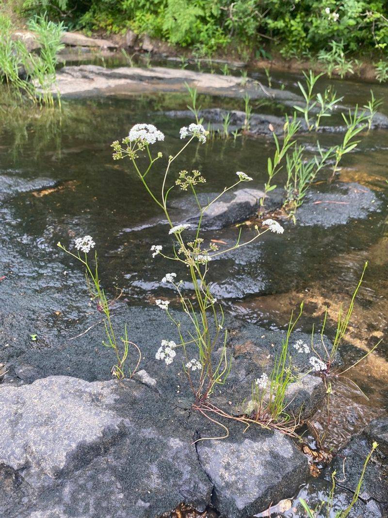 Harperella (Ptilimnium nodosum)