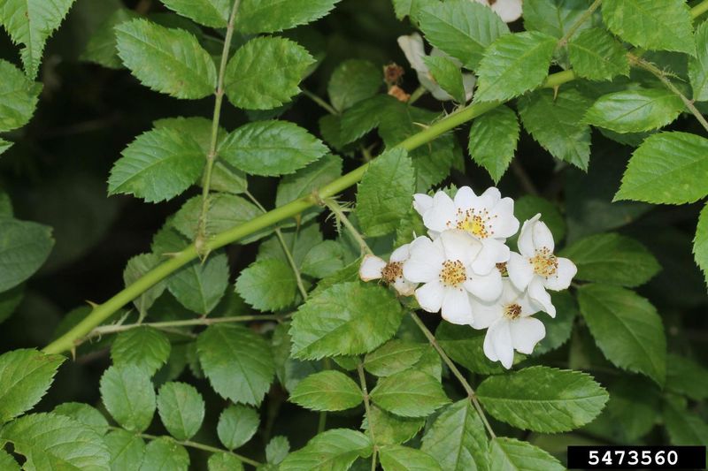 Multiflora Rose (Rosa multiflora)