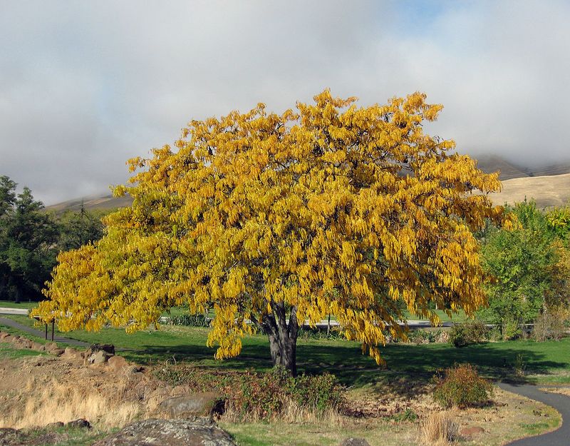Honey Locust (Gleditsia triacanthos)