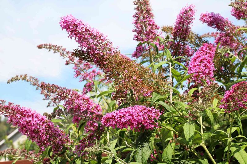 Butterfly Bush