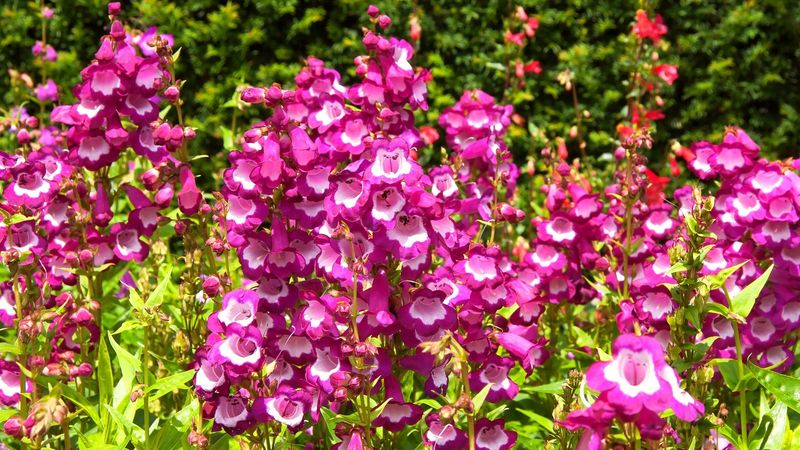 Penstemon