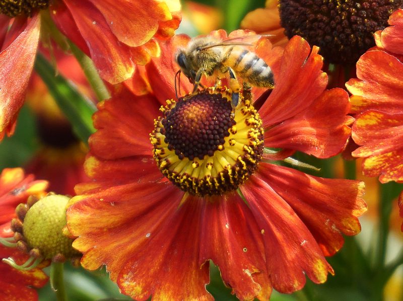 Helenium