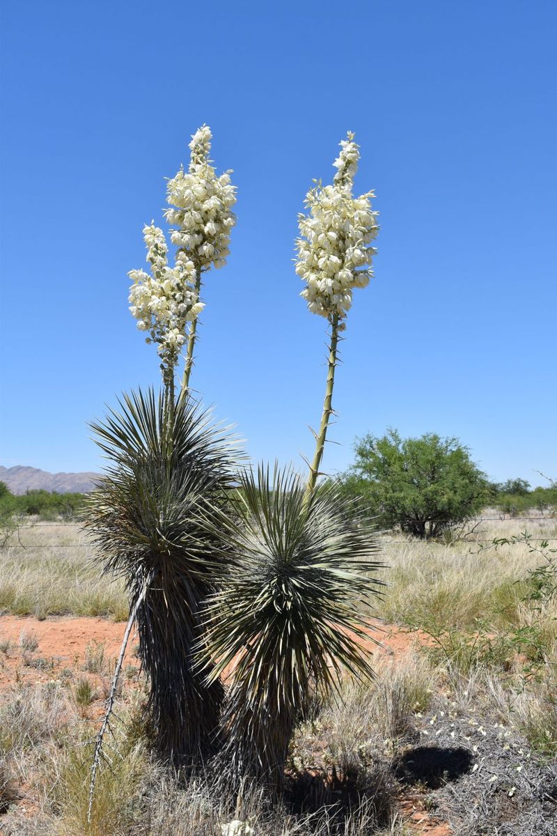Yucca
