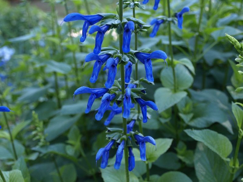 Salvia