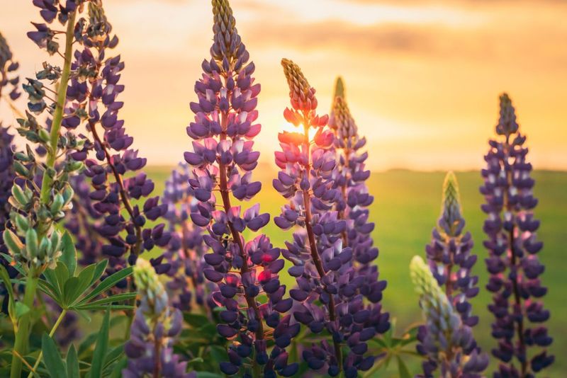 Lupines