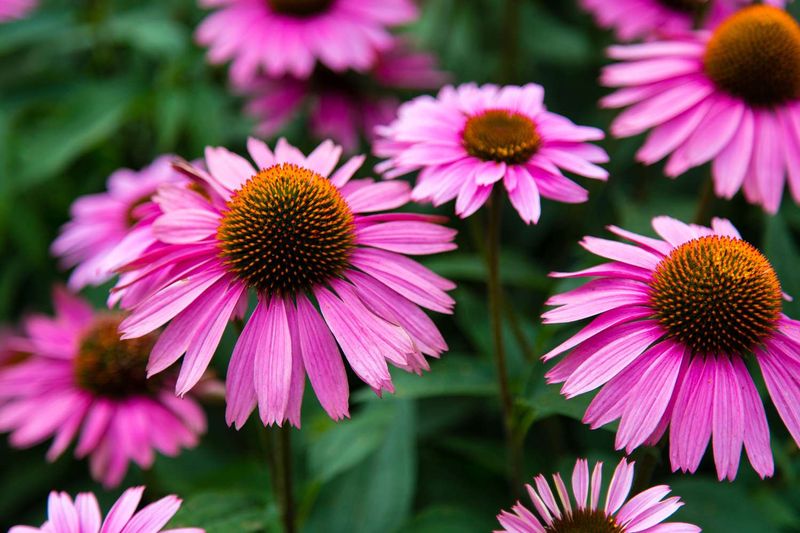 Coneflower