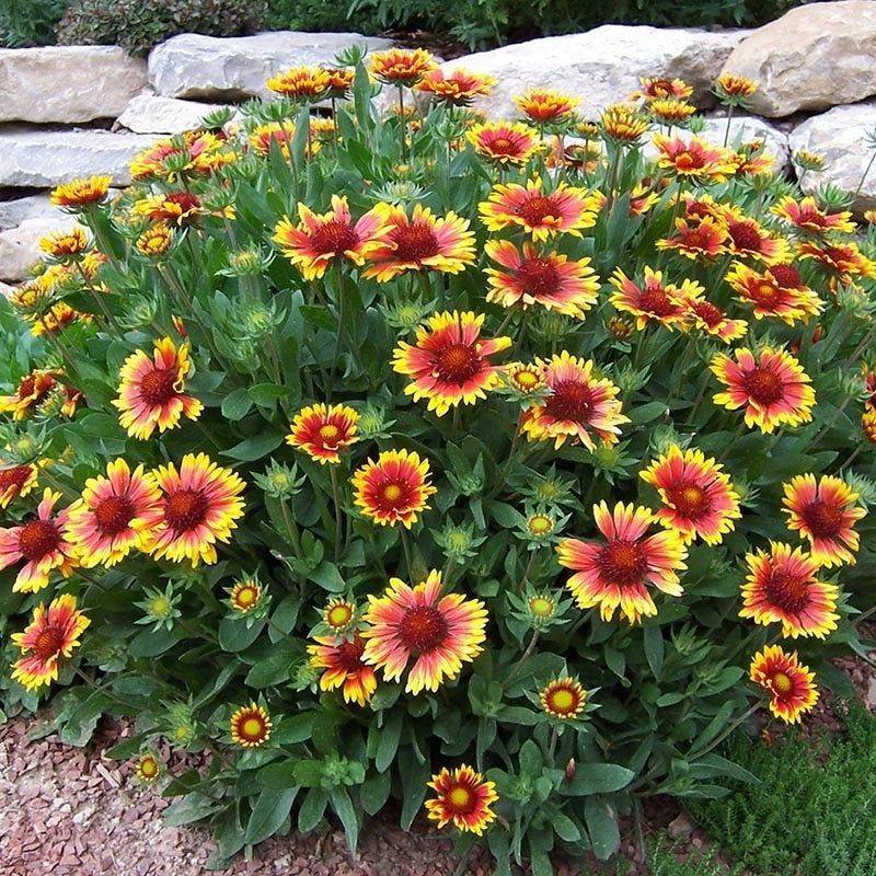 Blanket Flower