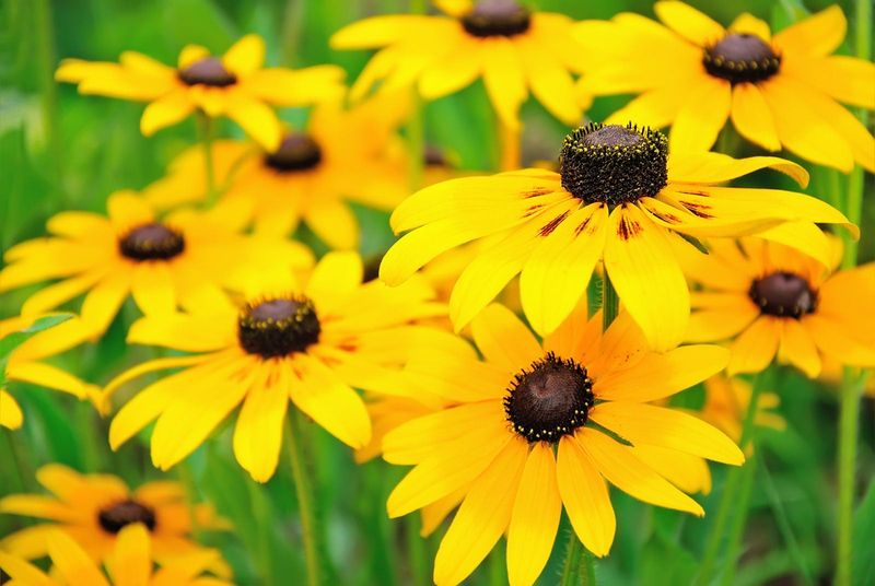Black-Eyed Susan (Rudbeckia hirta)