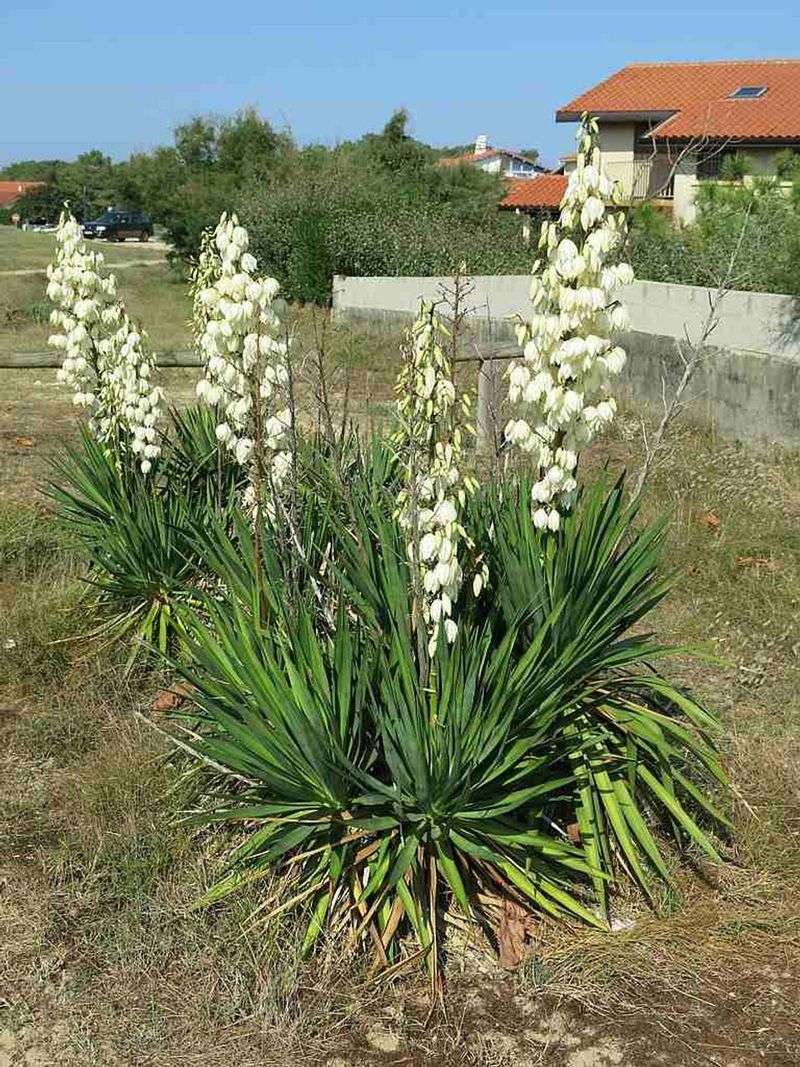 Yucca (Yucca filamentosa)