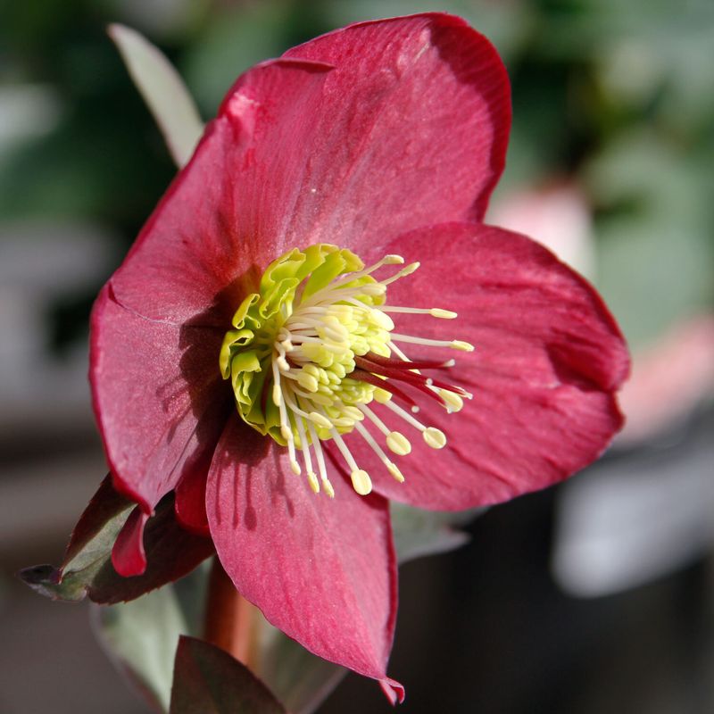Hellebore (Helleborus)