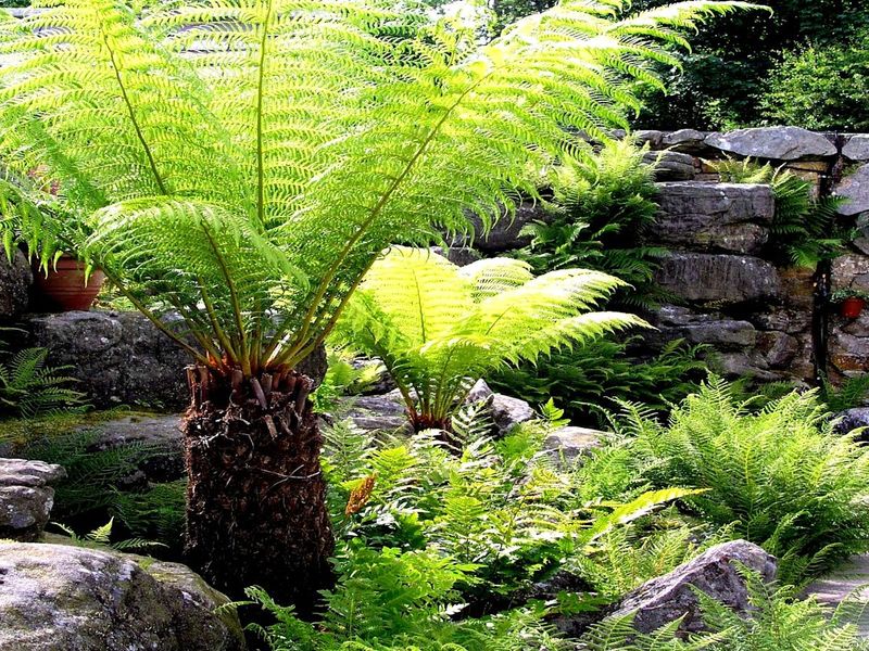 Ferns (Various Types)