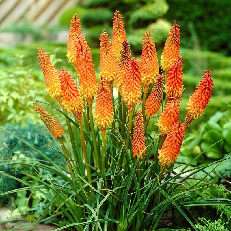 Red Hot Poker (Kniphofia)