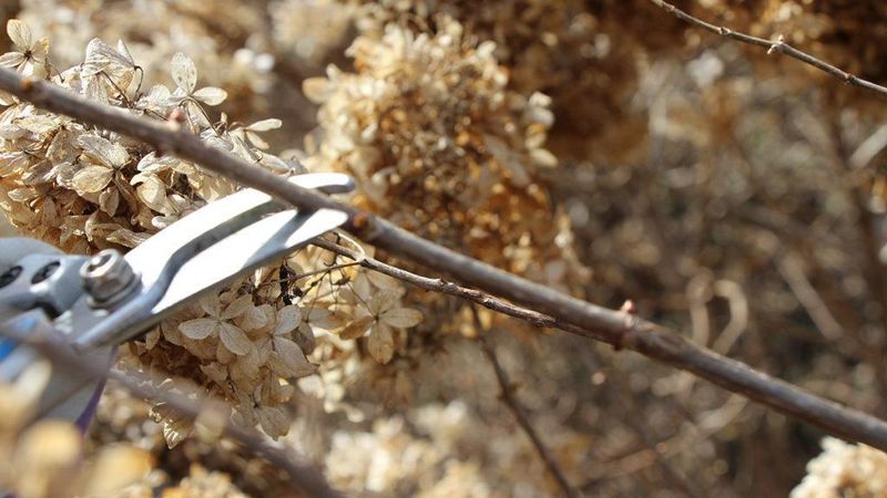Hydrangea Identity Crisis