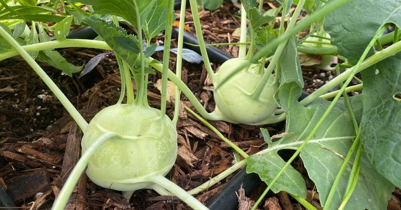 Kohlrabi