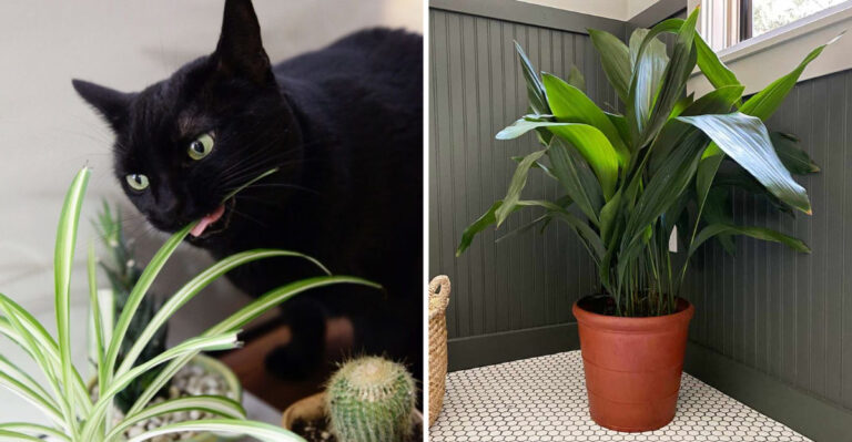 Safe vs. Toxic: 17 Indoor Plants Your Cat Will Thank You For