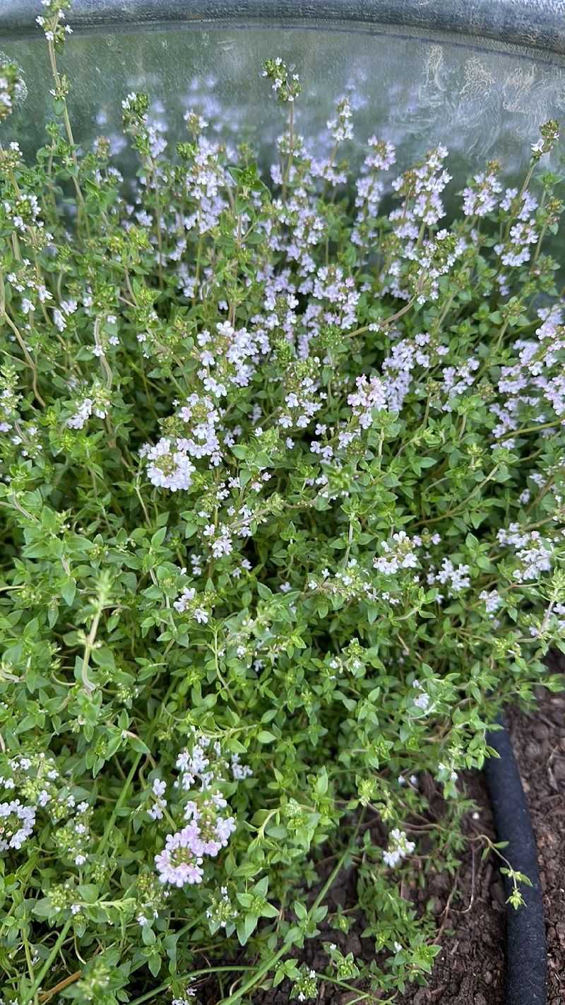 Thyme