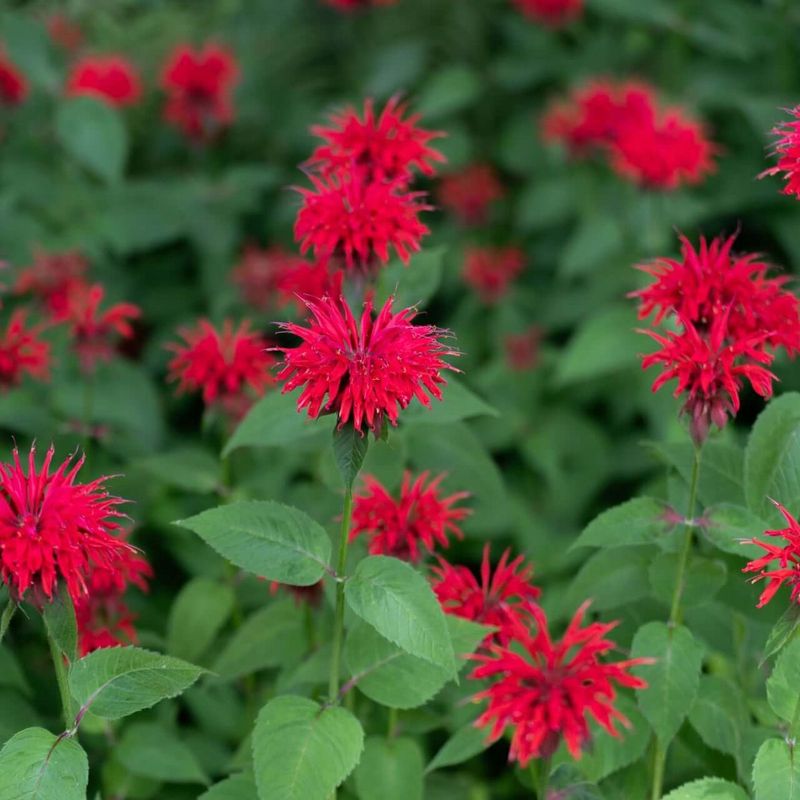 Bee Balm