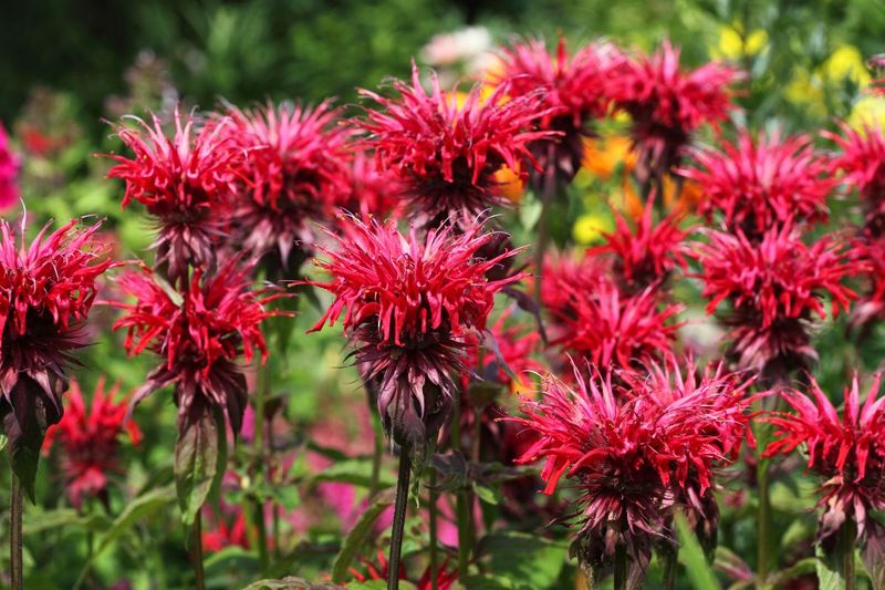 Bee Balm
