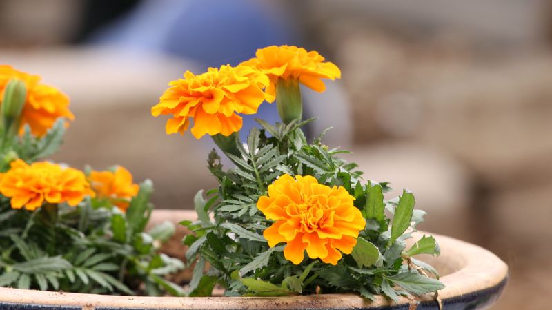 Marigold (Tagetes)