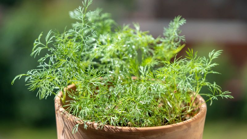 Dill (Anethum graveolens)
