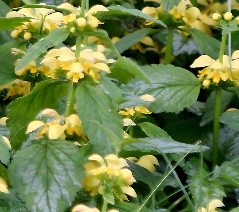 Lamium Galeobdolon