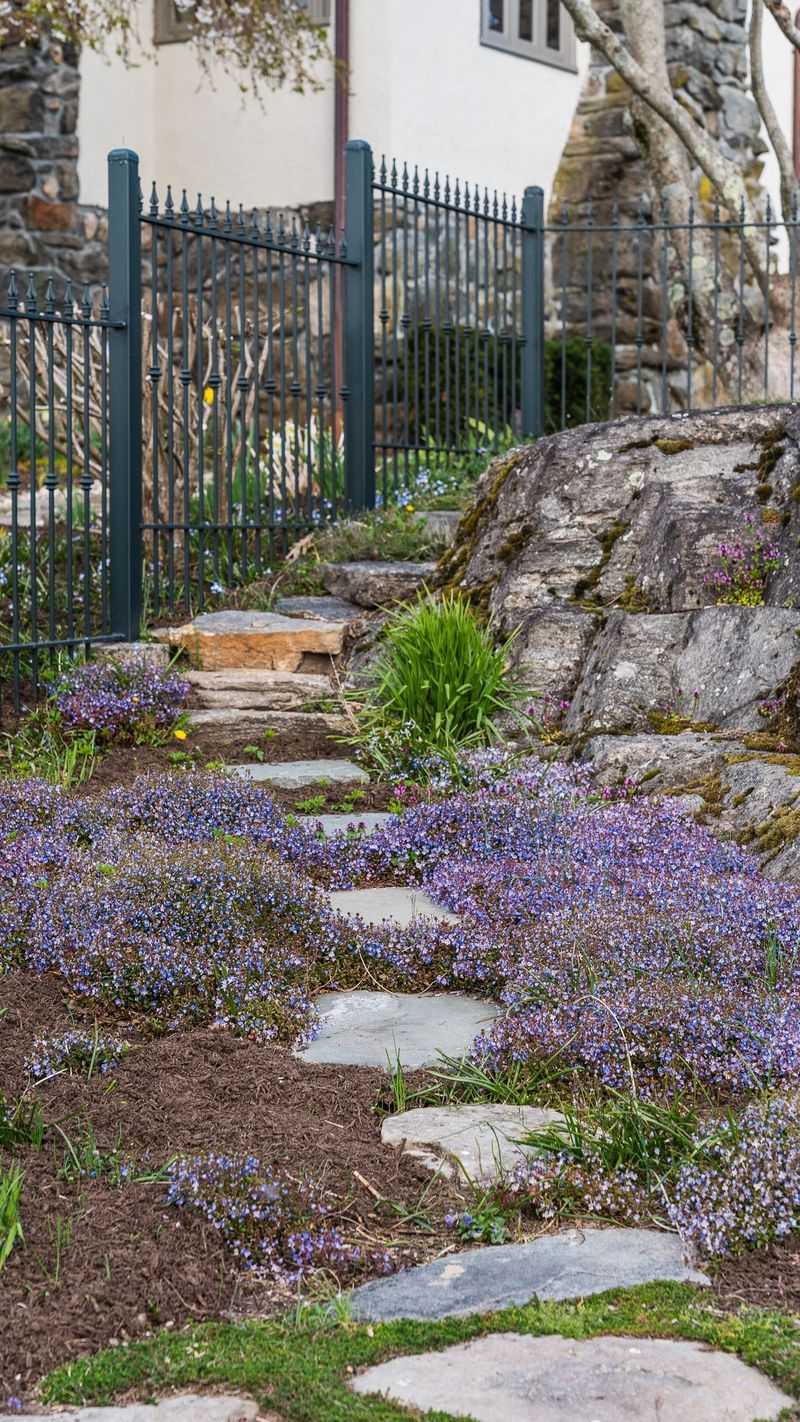 Veronica 'Waterperry Blue'