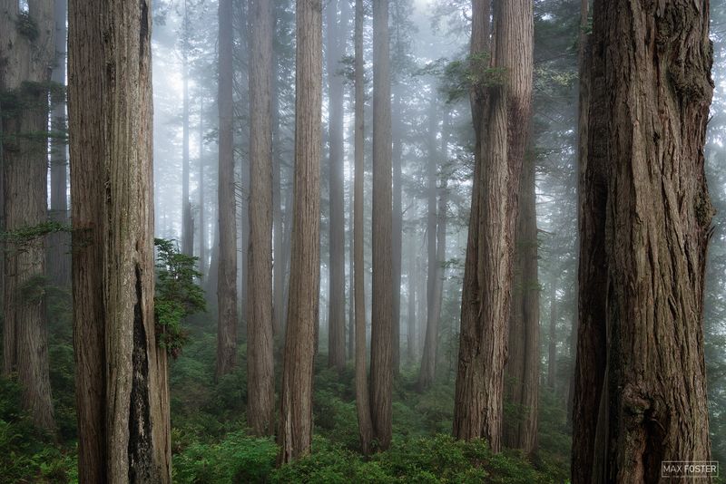Coast Redwoods