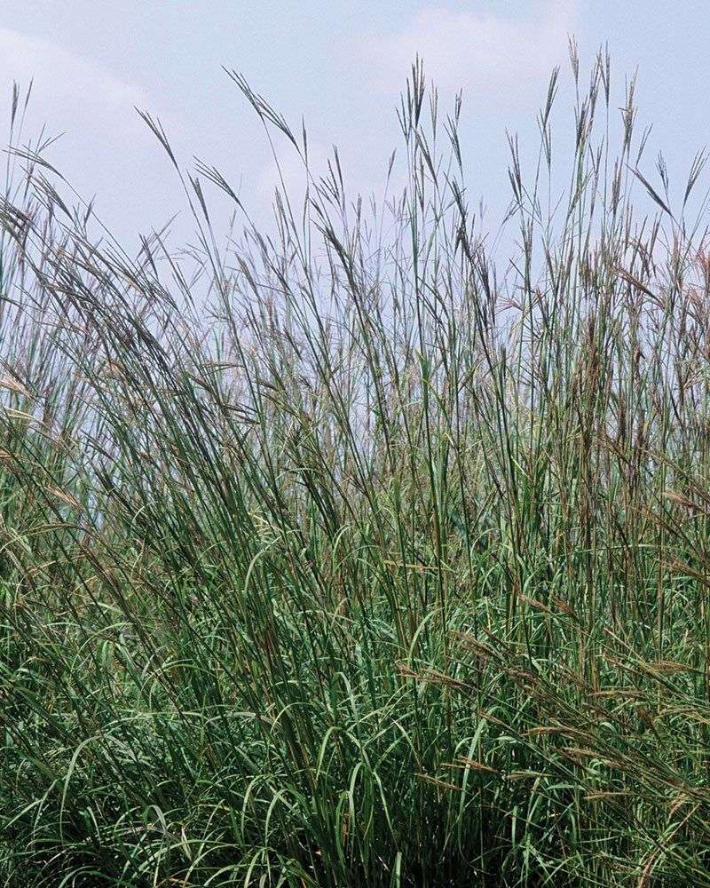 Big Bluestem (Andropogon gerardii)