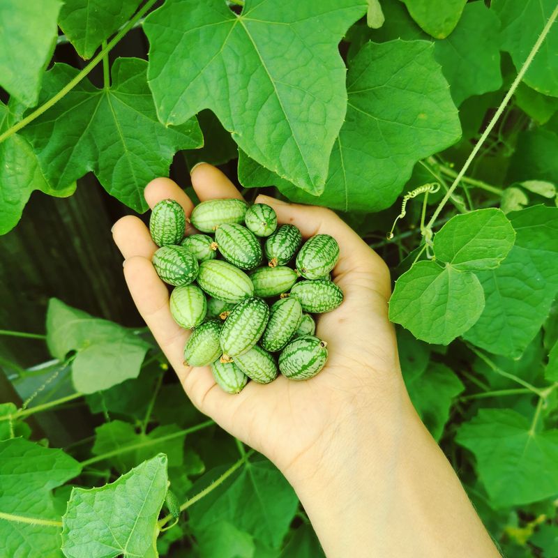 Cucamelon (Melothria scabra)