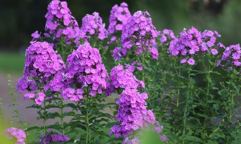 Phlox