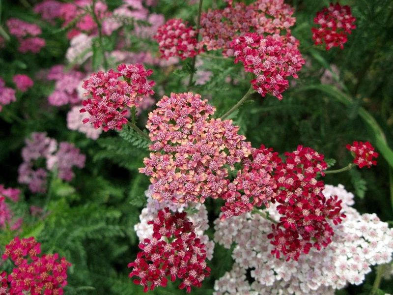 Yarrow