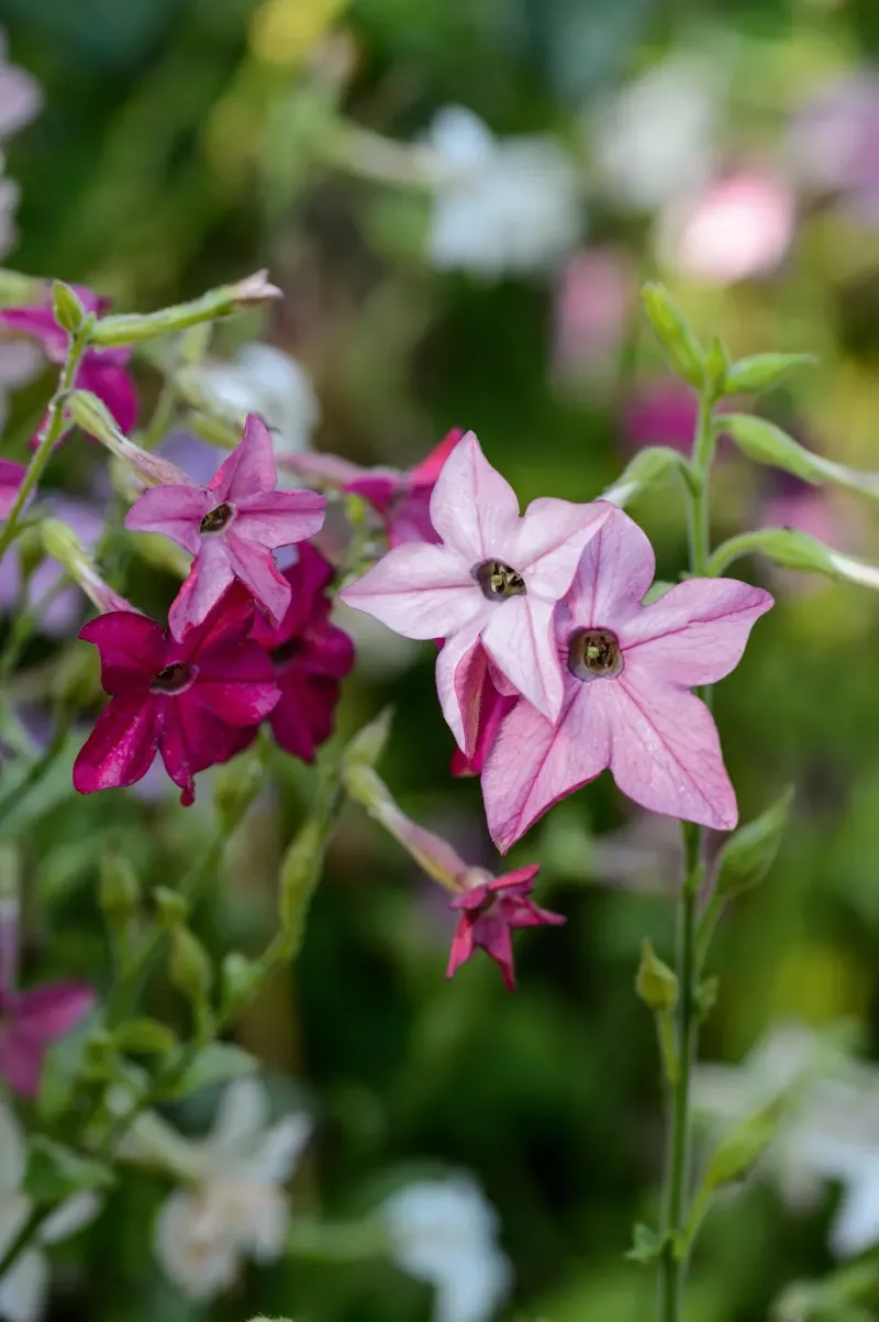 Nicotiana