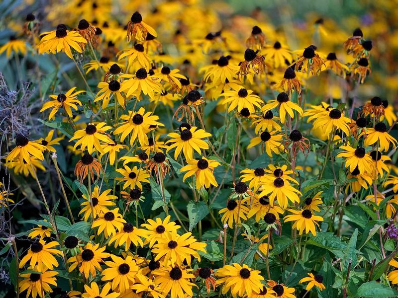 Black-eyed Susan