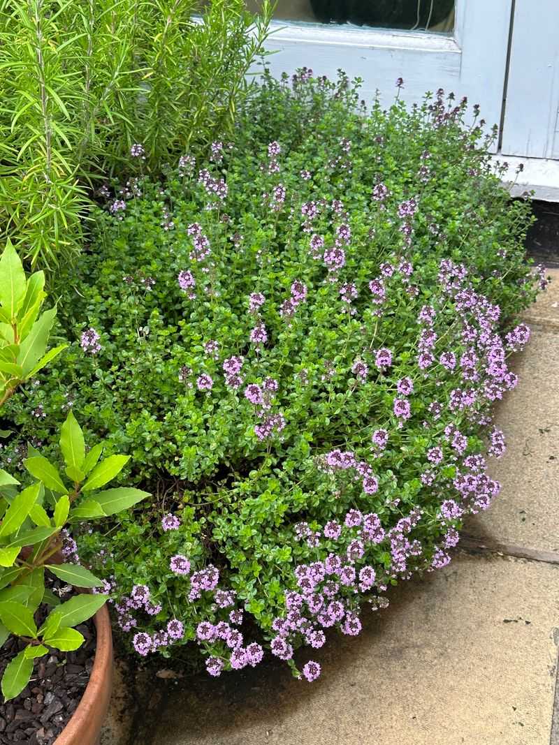 Thyme