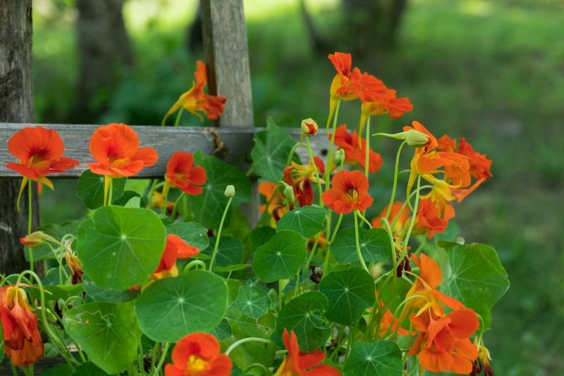 Nasturtium