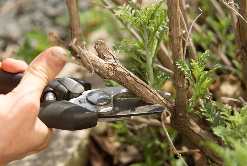 Russian Sage Renewal Rules