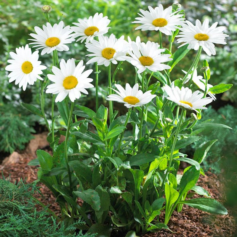 Shasta Daisy