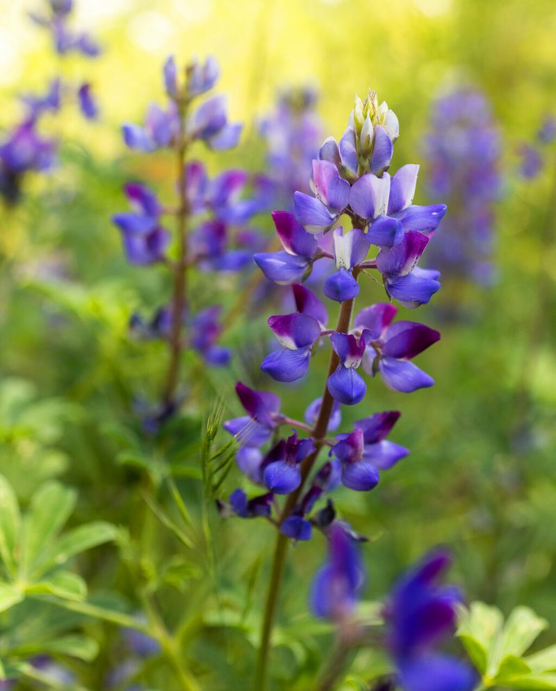 Lupine