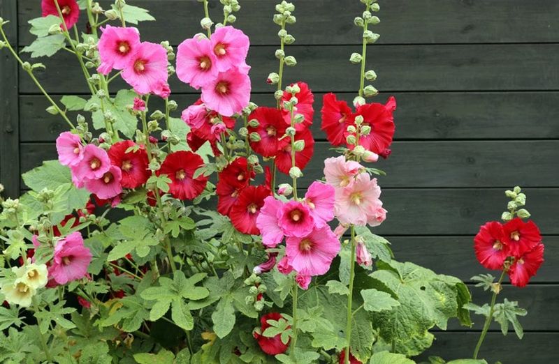 Hollyhock (Alcea rosea)