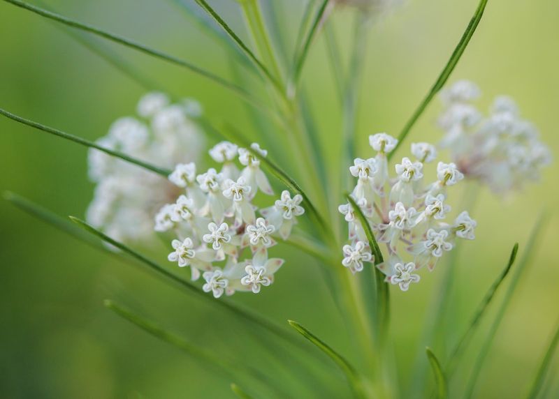 Whorled Milkweed