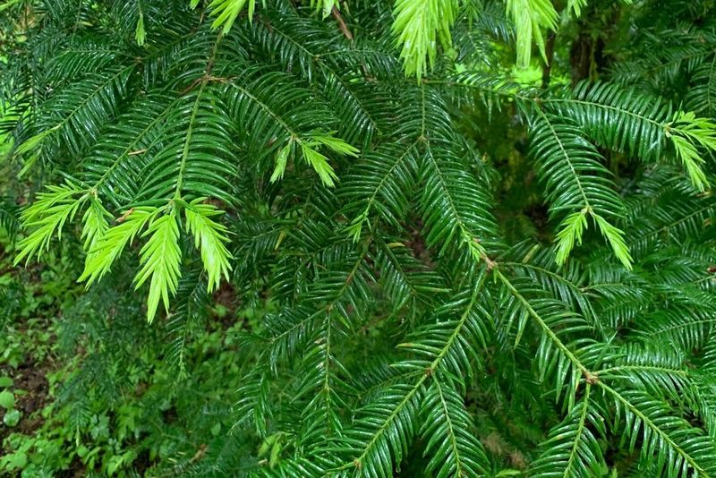 Florida Torreya (Torreya taxifolia)