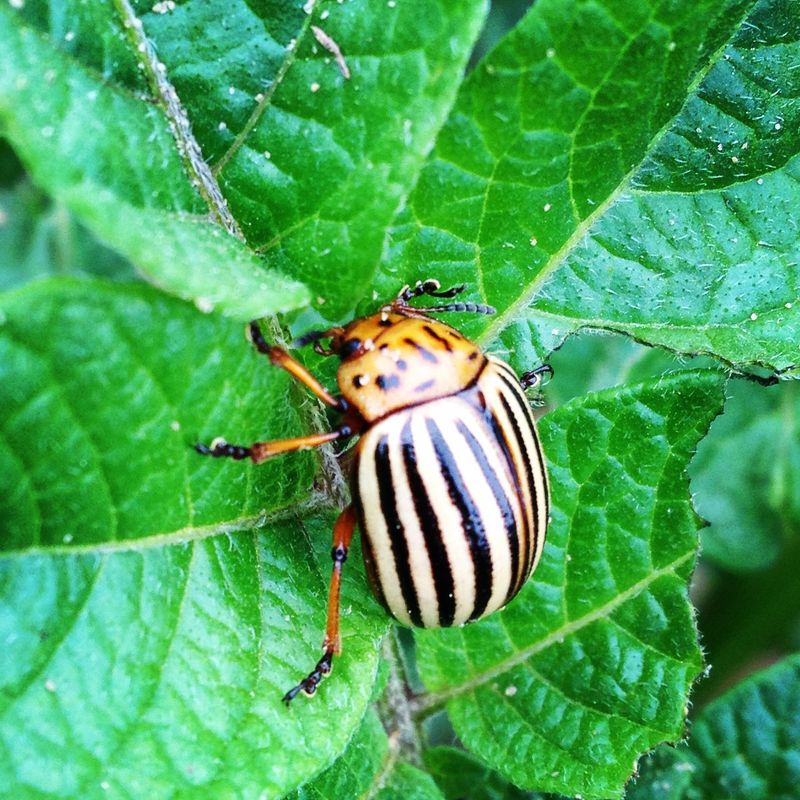 Pest Management Strategies