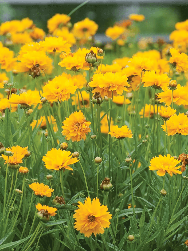 Coreopsis