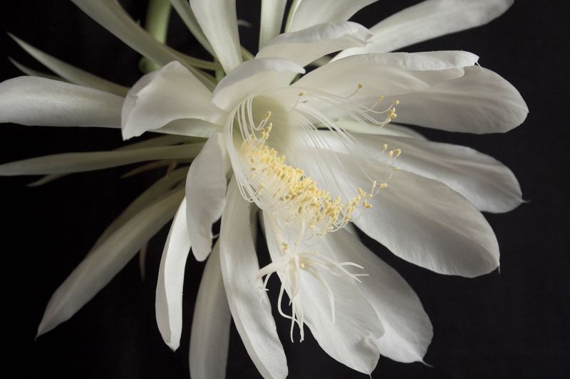 Night-Blooming Cereus (Epiphyllum oxypetalum)