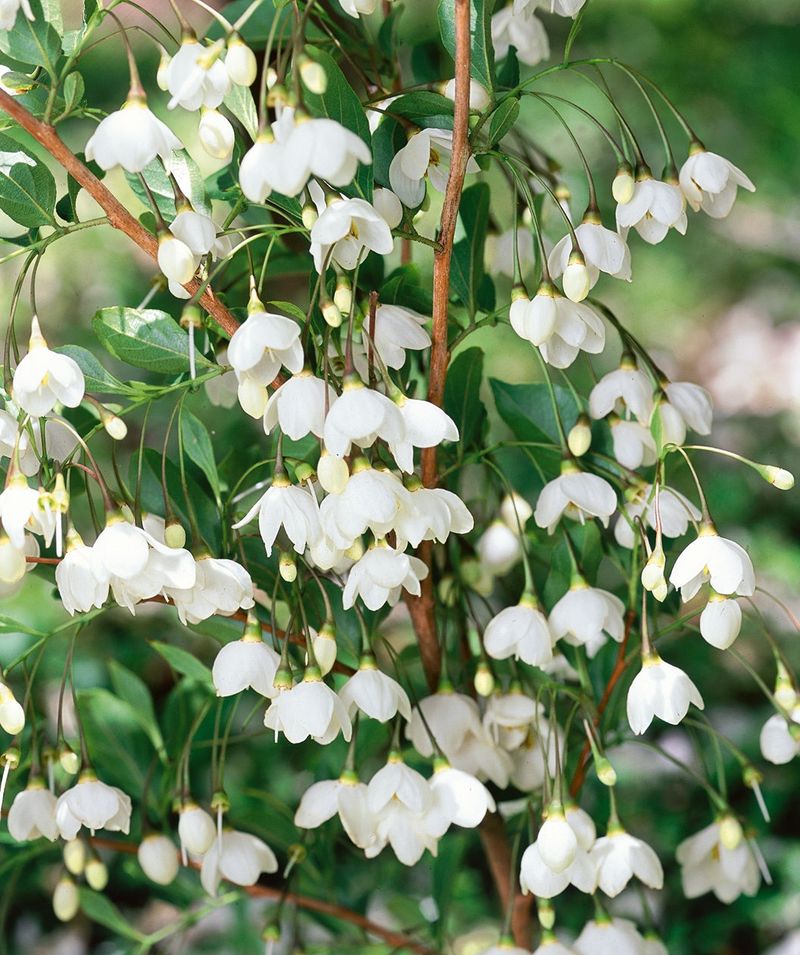 Japanese Snowbell