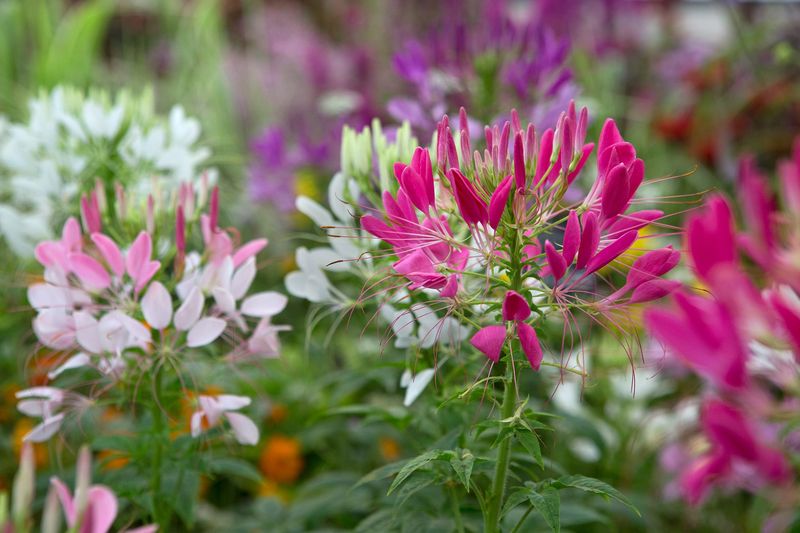 Cleome (Spider Flower)
