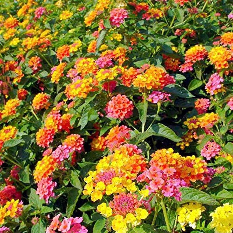 Lantana