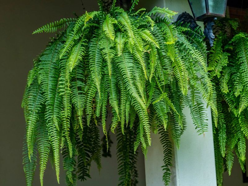 Hanging Fern