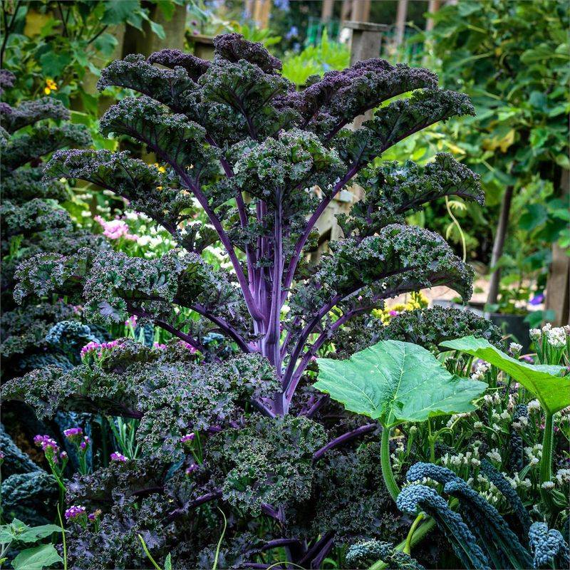Purple Kale